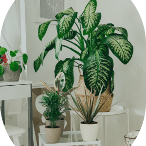Parlor Palm